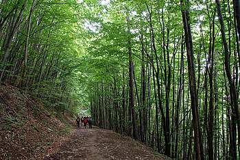 Die Wandergruppe von hinten auf einem breiten Waldweg.