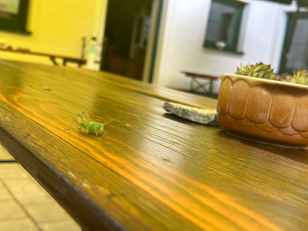 Auch dem Grashüpfer war heiß.